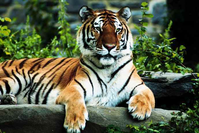 cute-tiger-pics-tigers-4013627-690-461